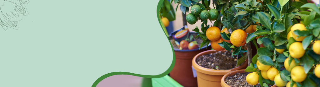 Fruit Plants