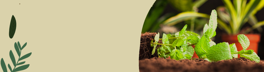 Spices Plants