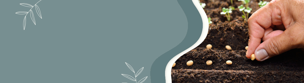 Seeds