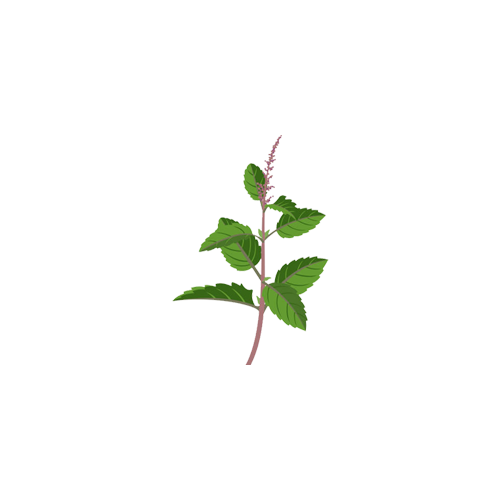 Holy Plants