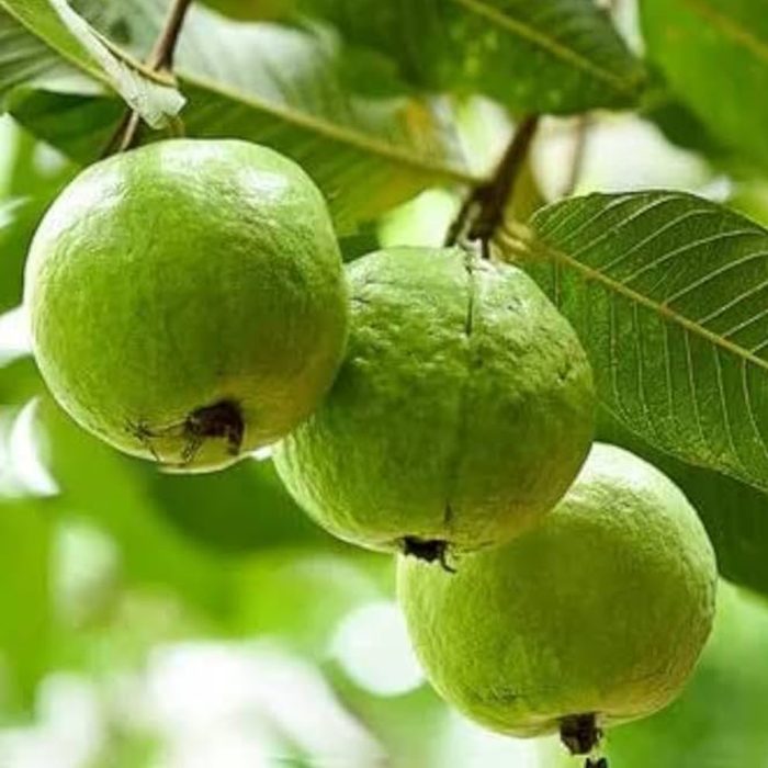 1KG Guava - Image 2