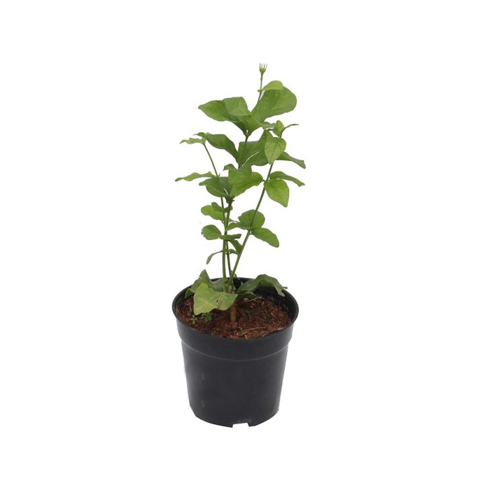 7 Layer Jasmine