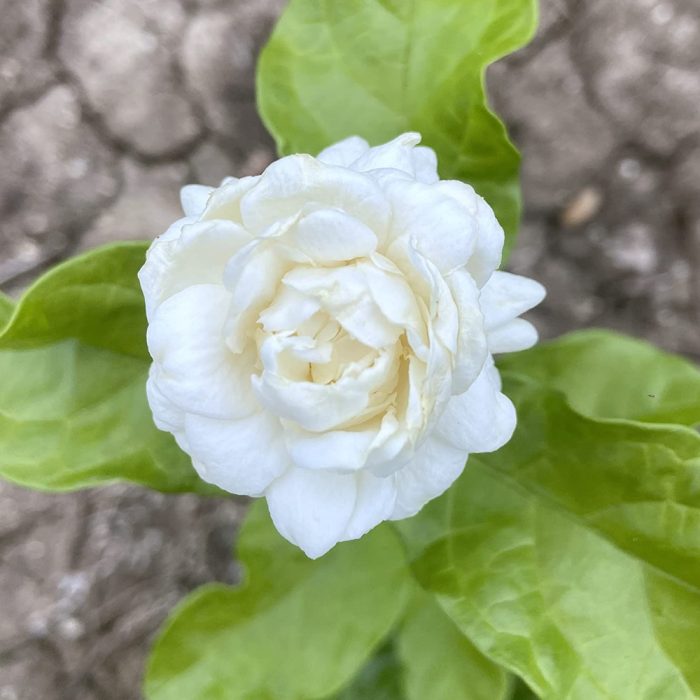 7 Layer Jasmine - Image 2