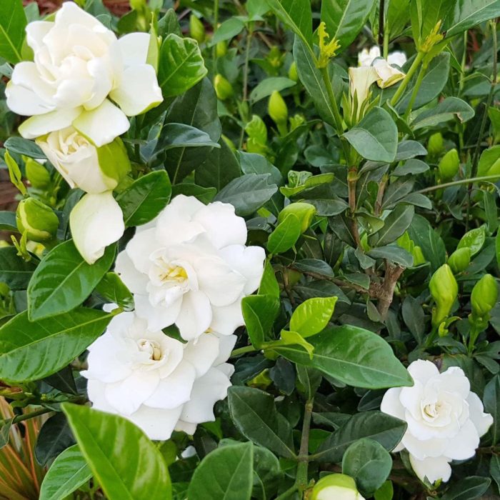 7 Layer Jasmine - Image 3
