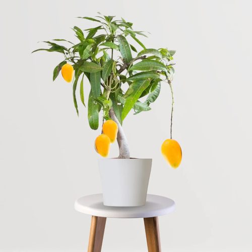 All Season Mango