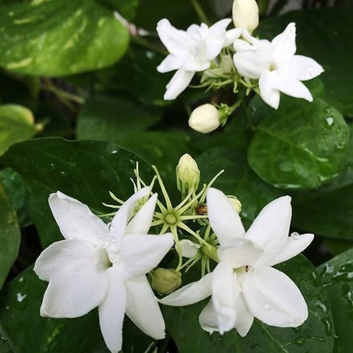 All time jasmine - Image 2