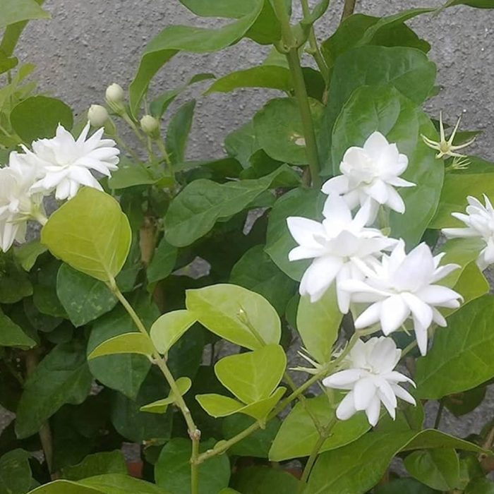 All time jasmine - Image 3