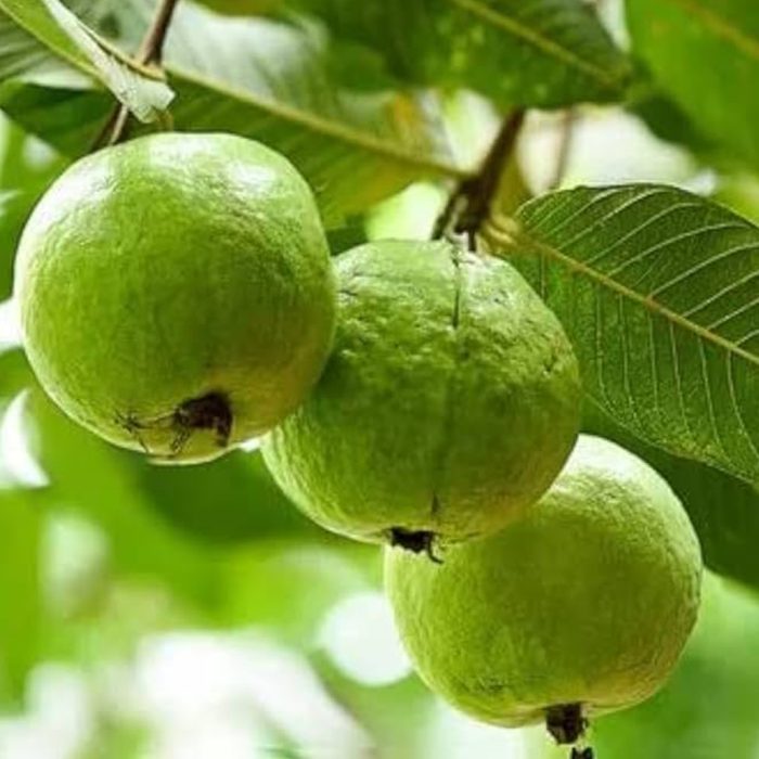 Allahabad Safeeda guava / అలహాబాద్ సఫీదా జామా(Grafted)