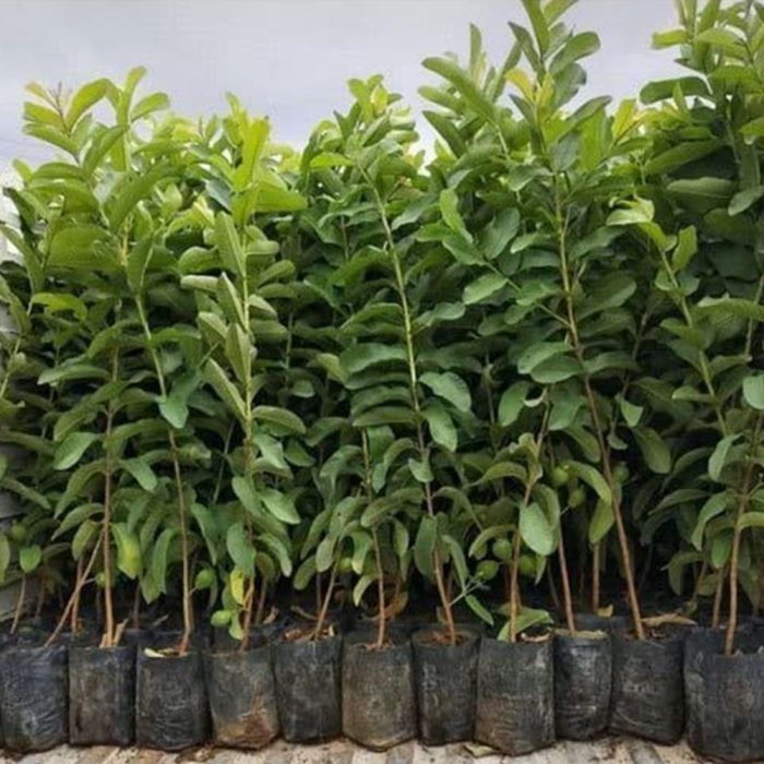 Allahabad Safeeda guava / అలహాబాద్ సఫీదా జామా(Grafted) - Image 3