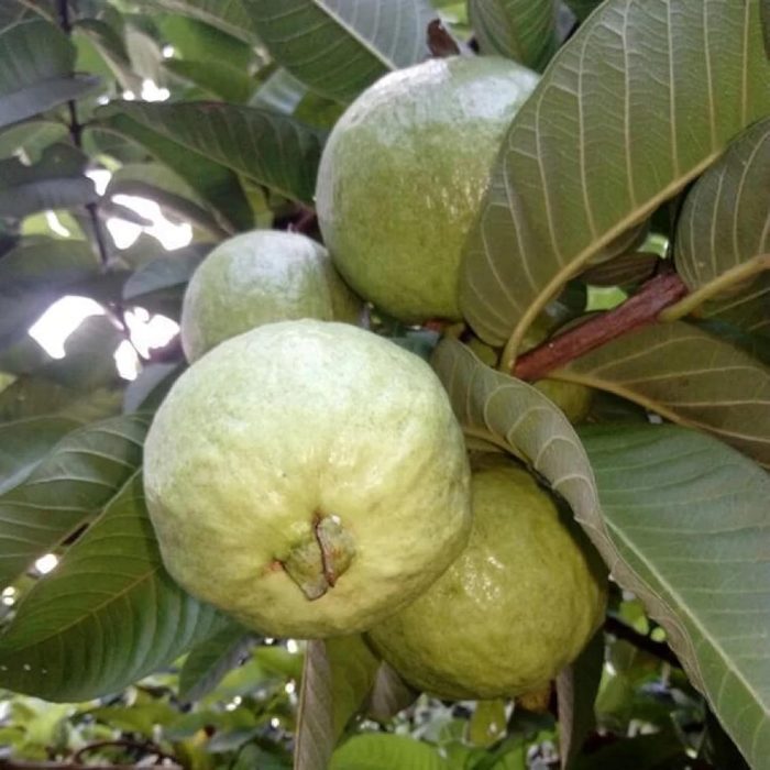 Allahabad Safeeda guava / అలహాబాద్ సఫీదా జామా(Grafted) - Image 4