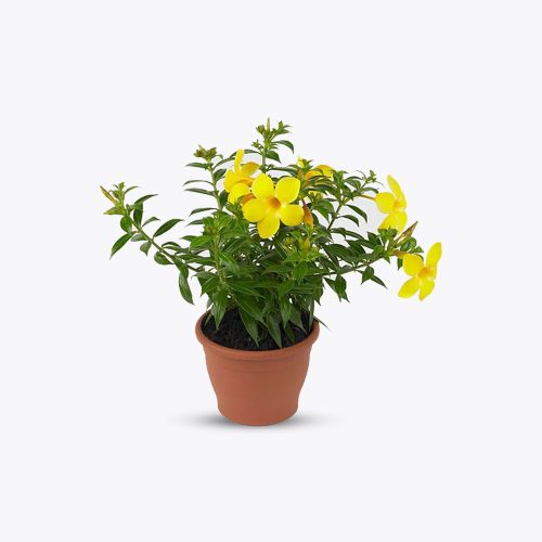 Allamanda Plant