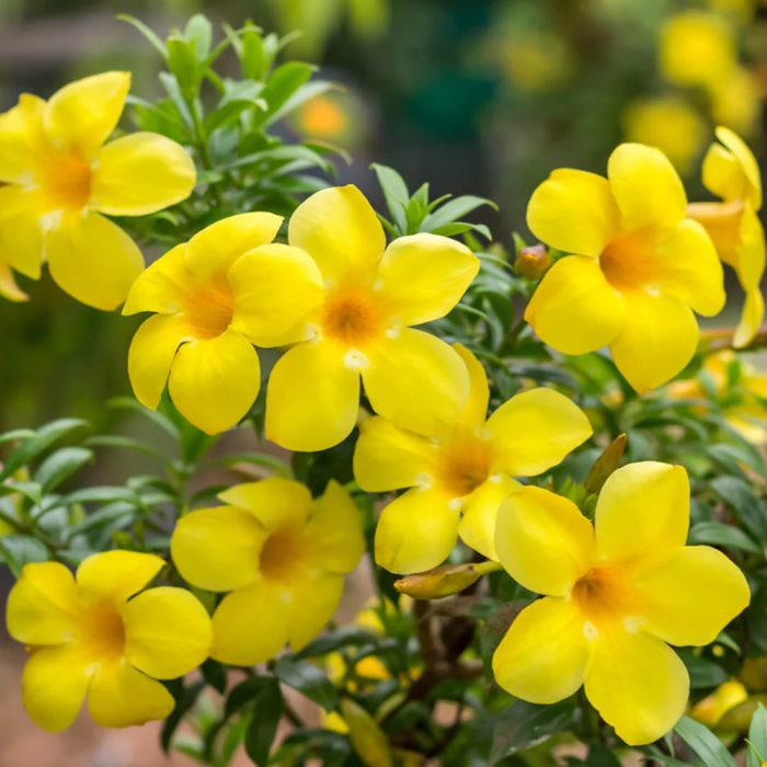 Allamanda Plant - Image 2