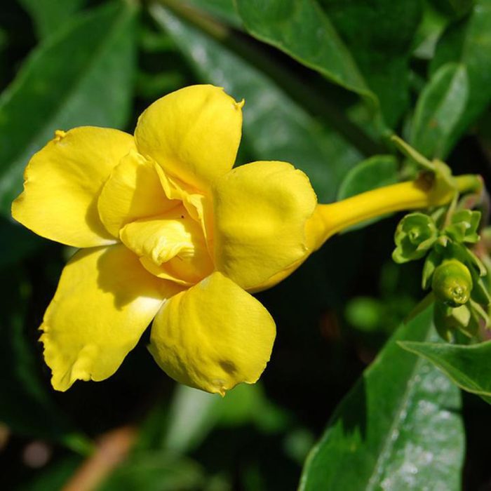 Allamanda Plant - Image 3