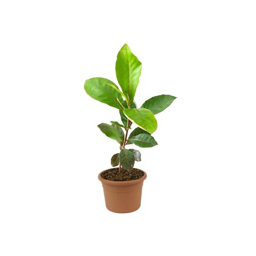 Almond Plant
