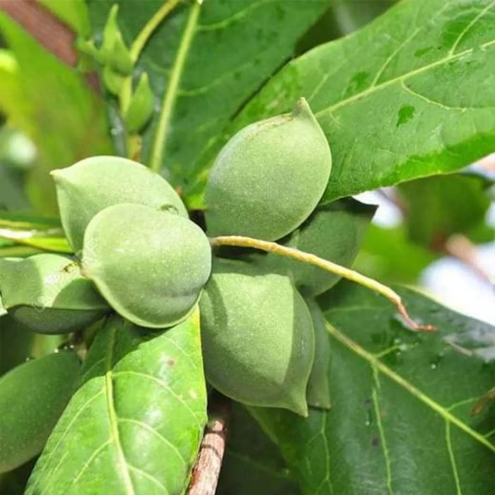 Almond Plant - Image 2