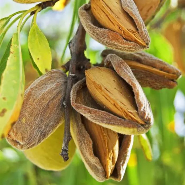 Almond Plant - Image 3