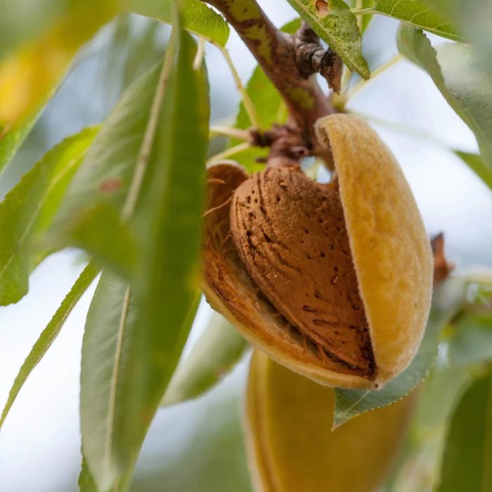 Almond Plant - Image 4