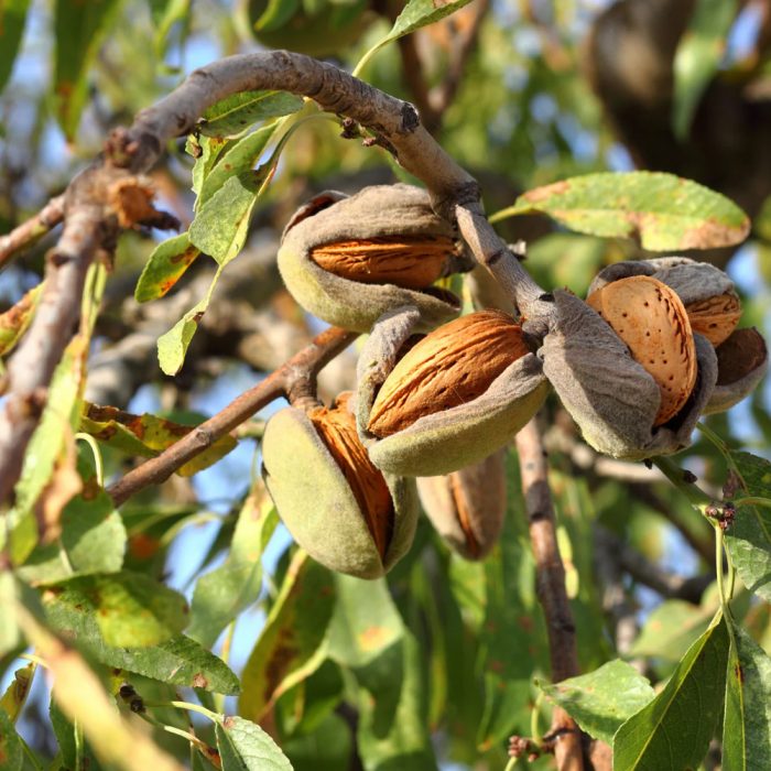 Almond Plant - Image 5