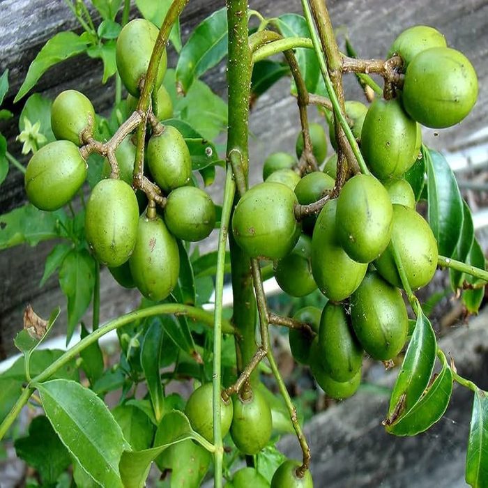 Amra Fruit / అడవి మామిడి(Grafted) - Image 2