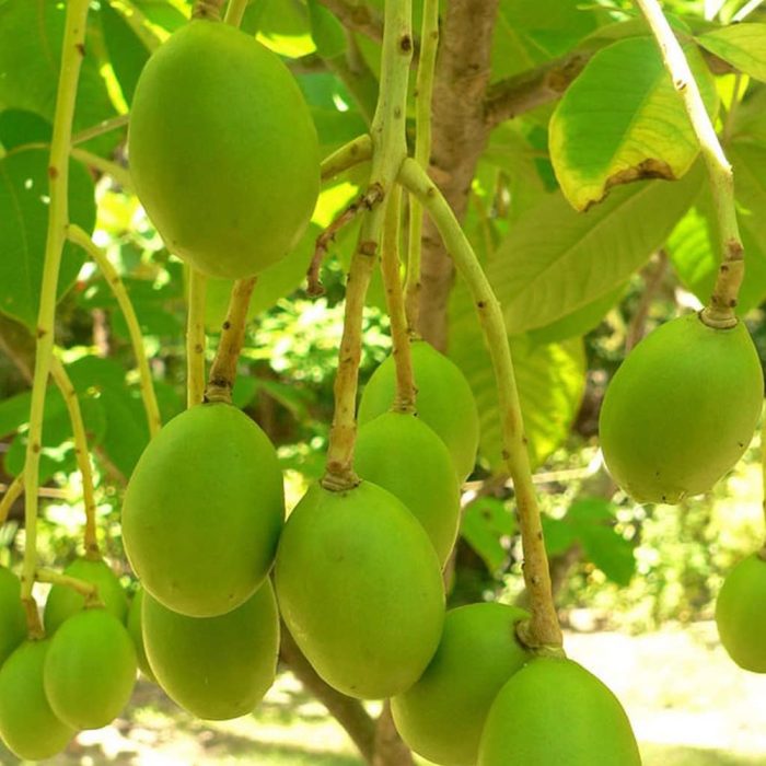 Amra Fruit / అడవి మామిడి(Grafted) - Image 3