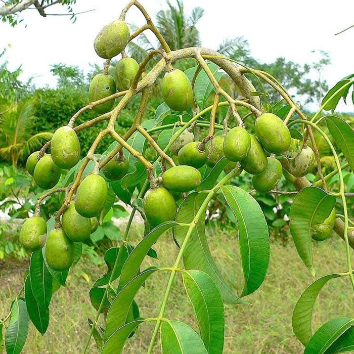 Amra Fruit / అడవి మామిడి(Grafted) - Image 4