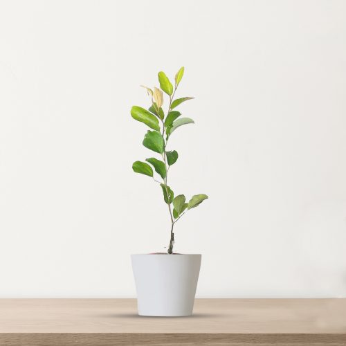 Apple Ber Green / ఆపిల్ బేర్(Grafted)
