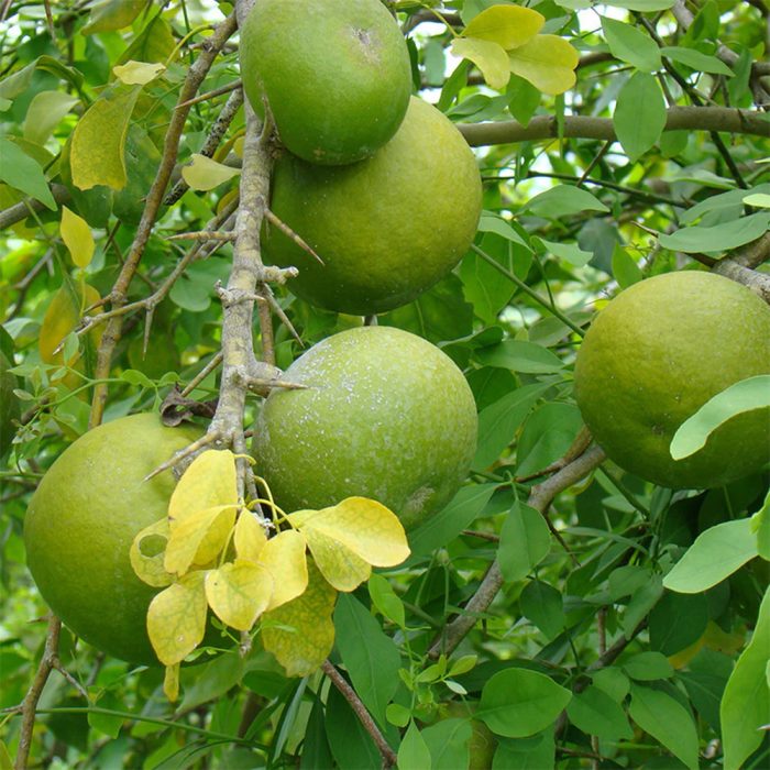 Bael Fruit Plant - Image 2