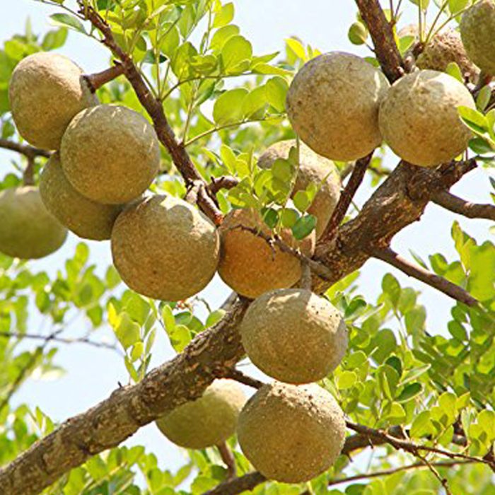 Bael Fruit Plant - Image 5