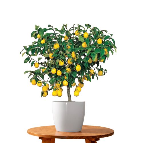 Balaji Lemon