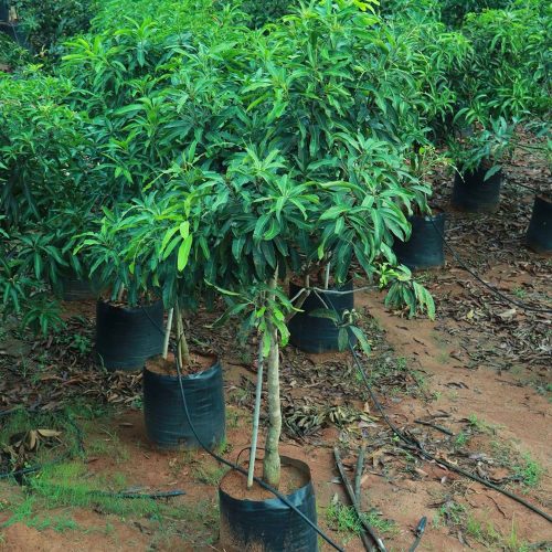 Banganpalli Mango Plant / బంగింపల్లి మామిడి మొక్క(Grafted)