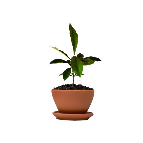 Baraba Fruit