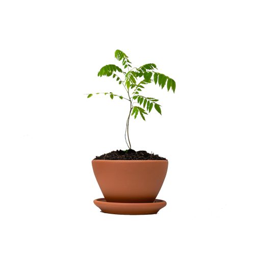 Bilimbi
