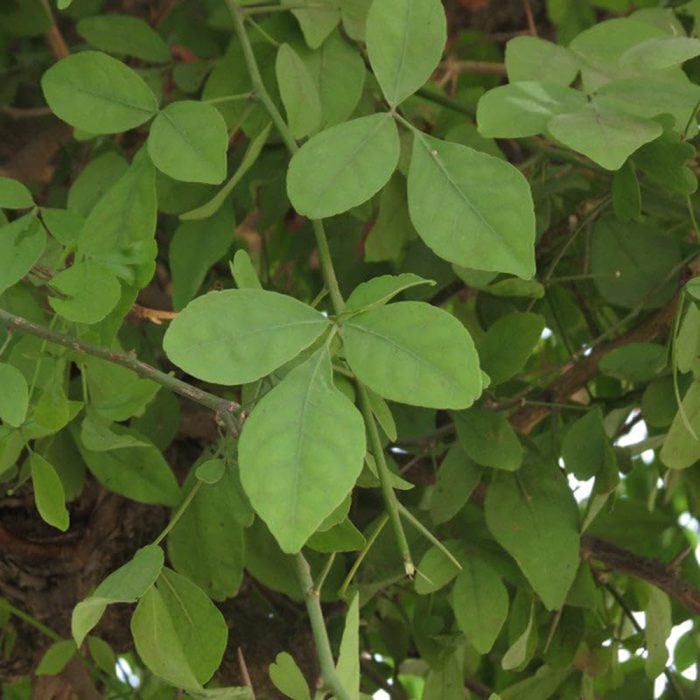 Bilvam grafted