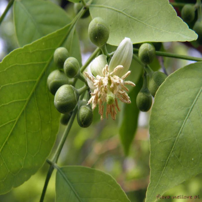 Bilvam grafted - Image 2