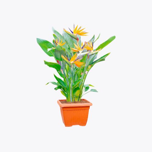 Bird of paradise
