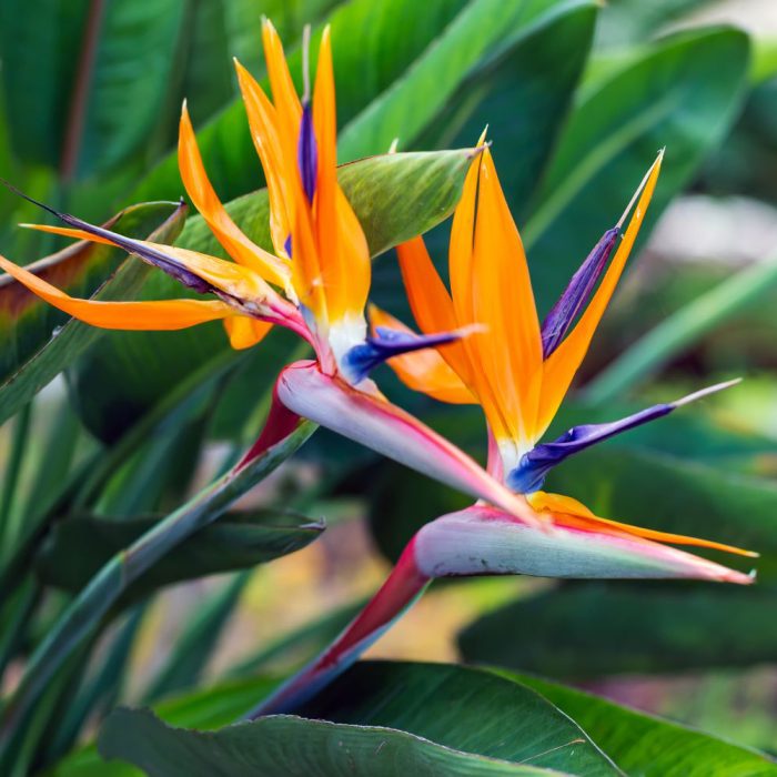 Bird of paradise - Image 2