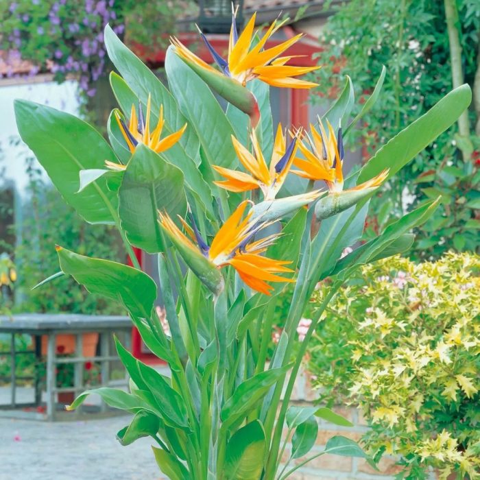 Bird of paradise - Image 3