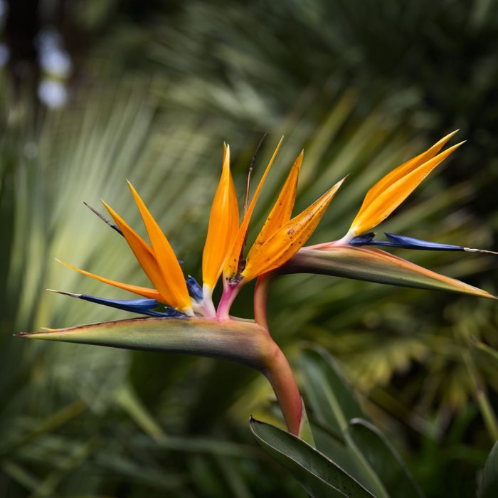 Bird of paradise - Image 4