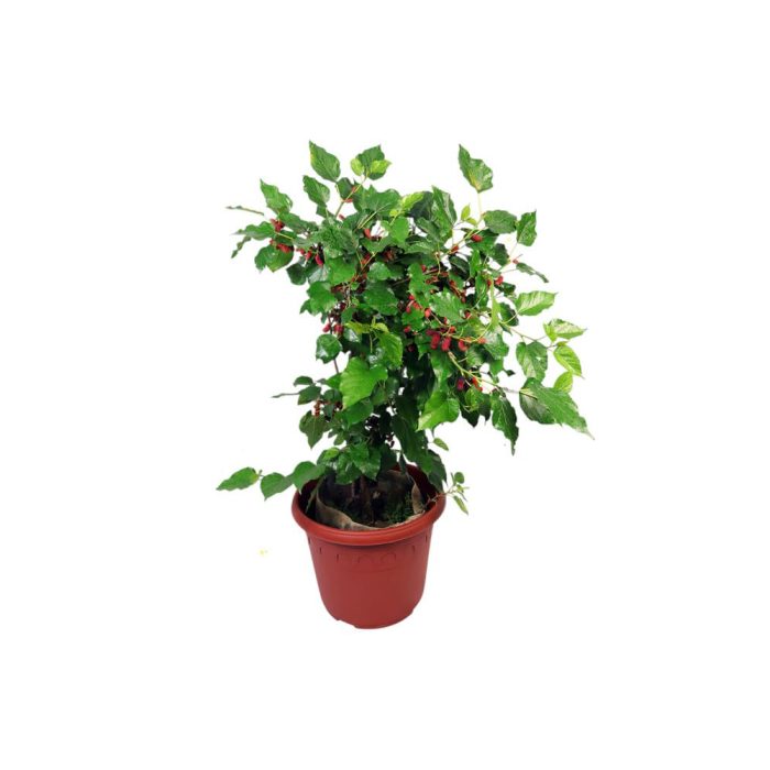 Black Berry (Grafted)