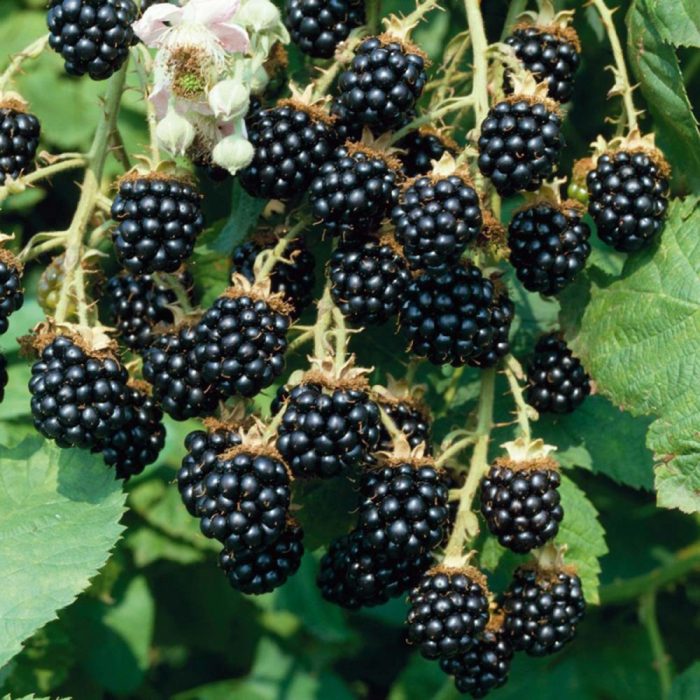 Black Berry (Grafted) - Image 2
