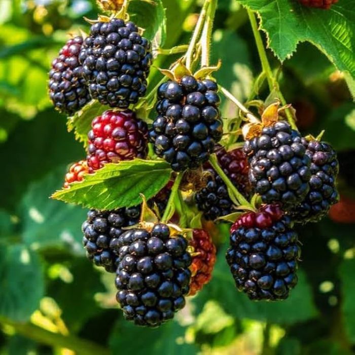 Black Berry (Grafted) - Image 3