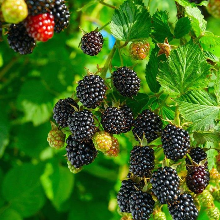 Black Berry (Grafted) - Image 4