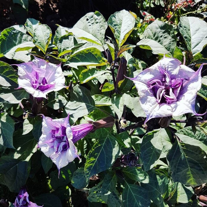 Black Datura - Image 3