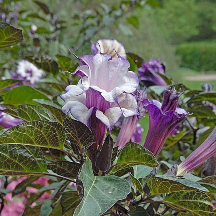 Black Datura - Image 4
