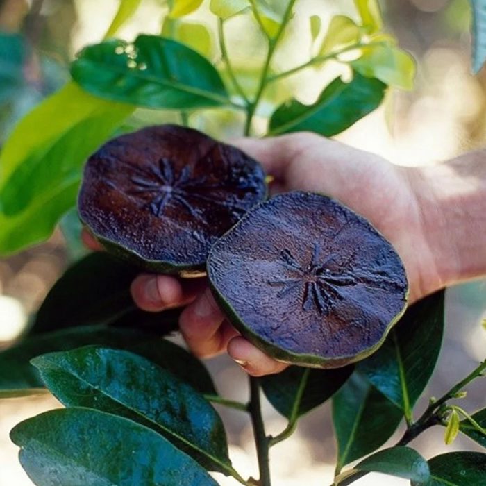 Black Sapota - Image 2