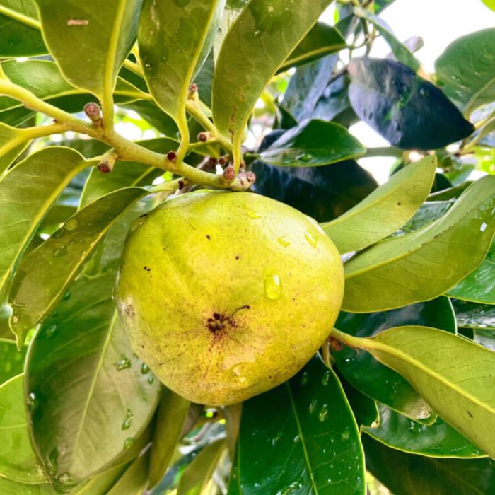 Black Sapota - Image 3