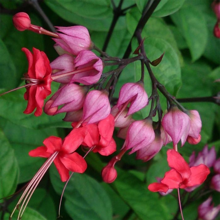 Bleeding Heart - Image 2