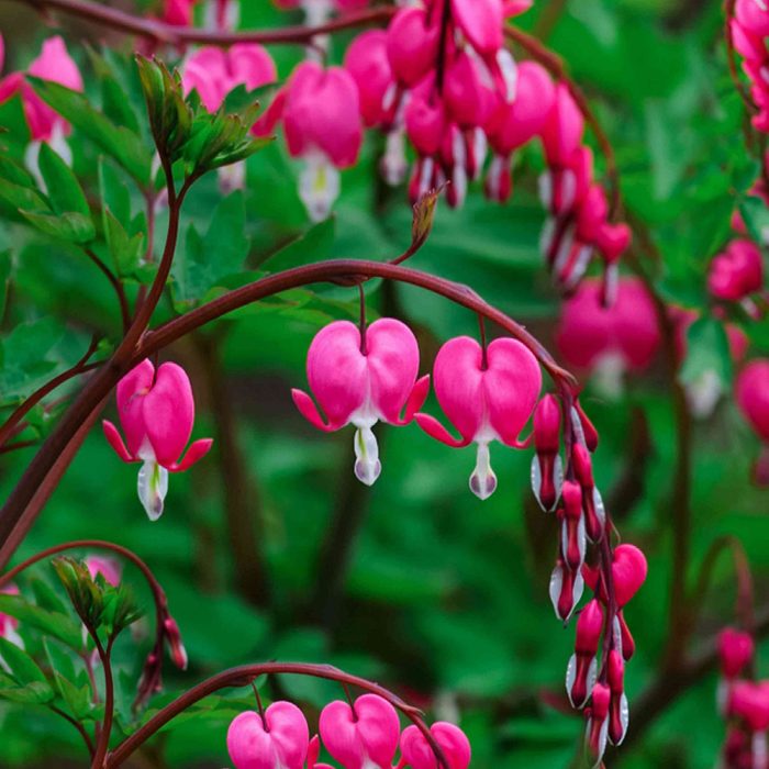 Bleeding Heart - Image 4