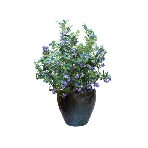Blue Berry