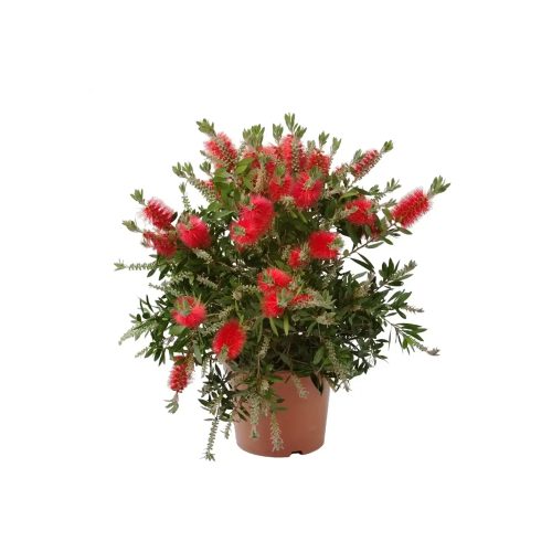 Bottle Brush Red